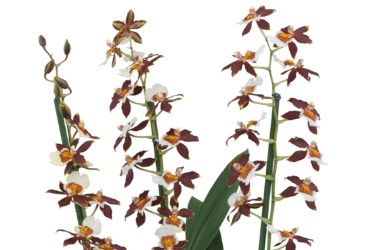 Odontoglossum Colm. Pacific Twilight Variety Thumbnail.jpg